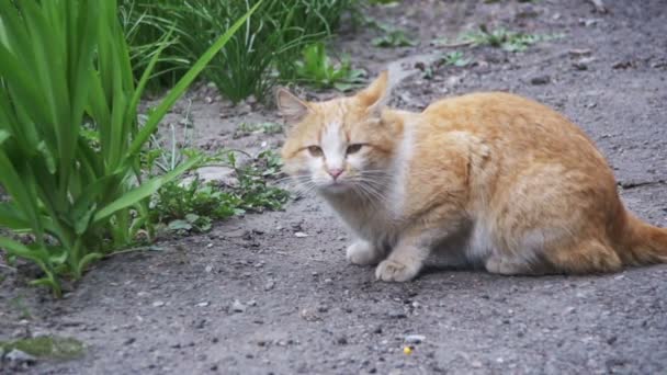 Red Homeless Cat na rua no parque. Movimento lento — Vídeo de Stock
