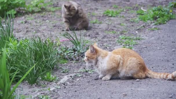 Zwei rote und graue obdachlose Katzen auf der Straße im Park. Zeitlupe — Stockvideo