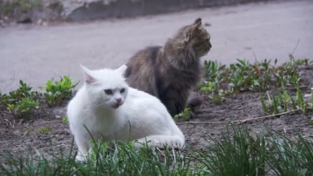 Deux chats sans-abri blancs et gris sur la rue dans le parc. Mouvement lent 