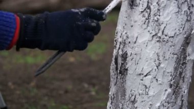 Bahçıvan badana ağaç gövdesi ile Bahçe, ağaç bakım bahar tebeşir. Ağır çekim