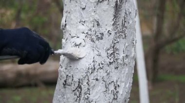 Bahçıvan badana ağaç gövdesi ile Bahçe, ağaç bakım bahar tebeşir. Ağır çekim