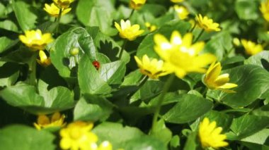 Erken bahar gününde çayırda çiçekli tipik Ficaria