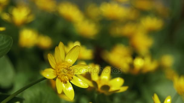 Ranunculus Ficaria Floração no início da Primavera da Europa no prado — Vídeo de Stock
