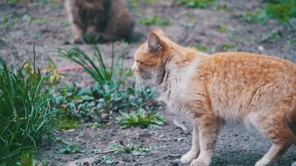 Dvě červené a šedé bez domova kočky na ulici v parku. Zpomalený pohyb — Stock video