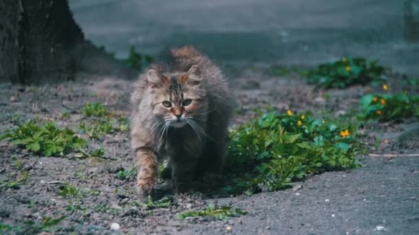 Dwalen zwangere kat ligt op de grond in het Park en is Sunbathing in de Sun. Slow Motion — Stockvideo