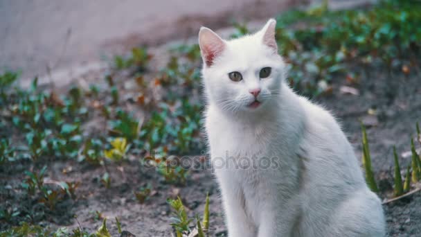 Witte zwerfkat op de grond in het stadspark. Slow Motion — Stockvideo