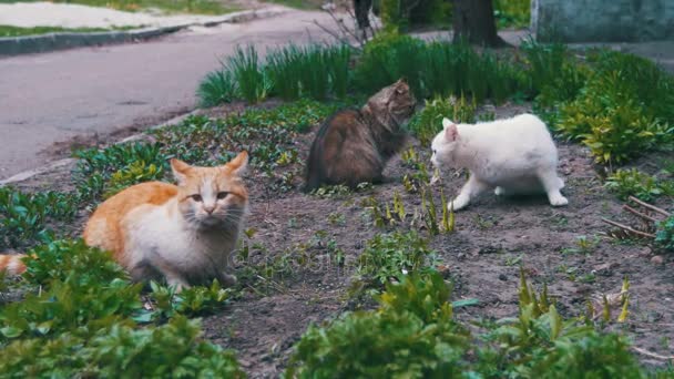 Park Caddesi üzerinde üç evsiz kedi — Stok video