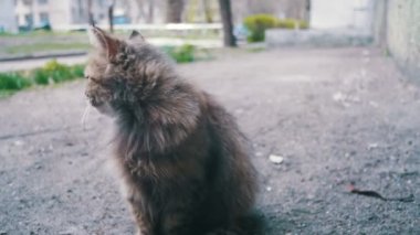 Sokak kedisi yere park. Ağır çekim