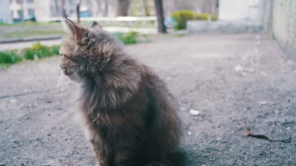 Gato callejero en el suelo en el parque. Moción lenta — Vídeos de Stock