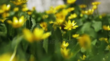 Erken baharda, campanula'lar sarı çiçekler