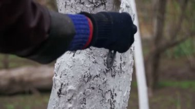 Bahçıvan badana ağaç gövdesi ile Bahçe, ağaç bakım bahar tebeşir. Ağır çekim