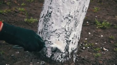 Bahçıvan badana ağaç gövdesi ile Bahçe, ağaç bakım bahar tebeşir. Ağır çekim