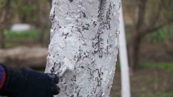 Jardinier Tronc d'arbres blanchis à la craie dans le jardin, Entretien des arbres au printemps. Mouvement lent — Video