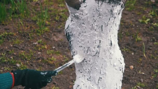 Jardinier Tronc d'arbres blanchis à la craie dans le jardin, Entretien des arbres au printemps. Mouvement lent — Video