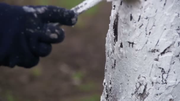 Jardinier Tronc d'arbres blanchis à la craie dans le jardin, Entretien des arbres au printemps. Mouvement lent — Video