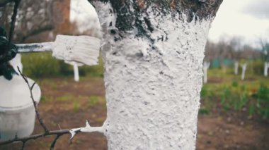 Bahçıvan badana ağaç gövdesi ile Bahçe, ağaç bakım bahar tebeşir. Ağır çekim