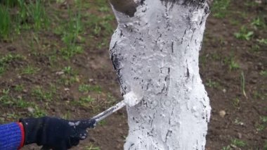 Bahçıvan badana ağaç gövdesi ile Bahçe, ağaç bakım bahar tebeşir. Ağır çekim