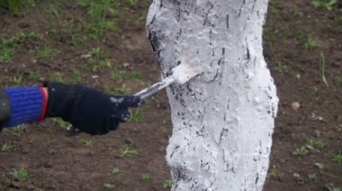 Bahçıvan badana ağaç gövdesi ile Bahçe, ağaç bakım bahar tebeşir. Ağır çekim