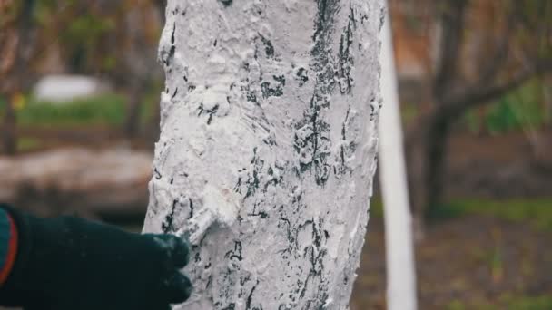 Jardinier Tronc d'arbres blanchis à la craie dans le jardin, Entretien des arbres au printemps. Mouvement lent — Video