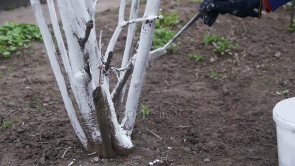 Kertész mész fa törzse krétával a kertben, fa ellátás tavasszal. Lassú mozgás — Stock videók