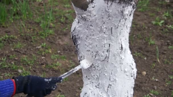 Trädgårdsmästare rentvå trädstam med krita i trädgård, trädvård på våren. Slow Motion — Stockvideo