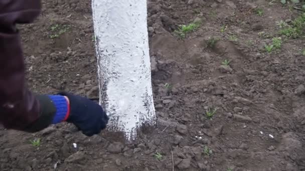 Jardinier Tronc d'arbres blanchis à la craie dans le jardin, Entretien des arbres au printemps. Mouvement lent — Video