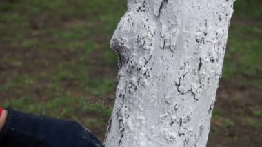 Bahçıvan badana ağaç gövdesi ile Bahçe, ağaç bakım bahar tebeşir. Ağır çekim