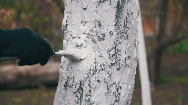 Bahçıvan badana ağaç gövdesi ile Bahçe, ağaç bakım bahar tebeşir. Ağır çekim