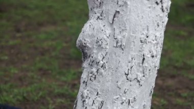 Bahçıvan badana ağaç gövdesi ile Bahçe, ağaç bakım bahar tebeşir. Ağır çekim