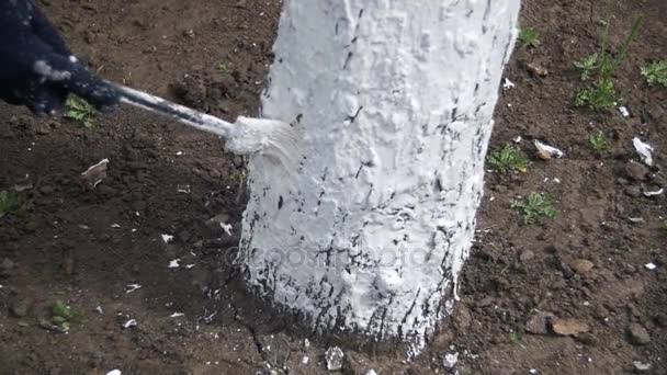Jardinier Tronc d'arbres blanchis à la craie dans le jardin, Entretien des arbres au printemps. Mouvement lent — Video