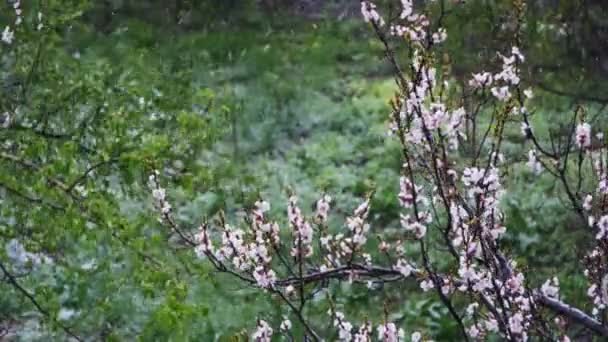 Anomalie pogodowe. Śniegu idzie na kwitnące drzewa moreli w kwietniu — Wideo stockowe