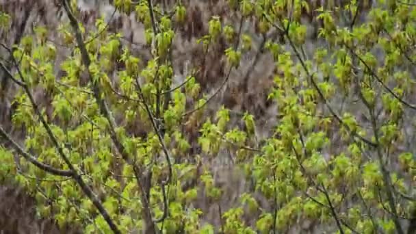 Abnormale weer. Sneeuw in eind April. In de bomen, groene bladeren en bloemen. — Stockvideo
