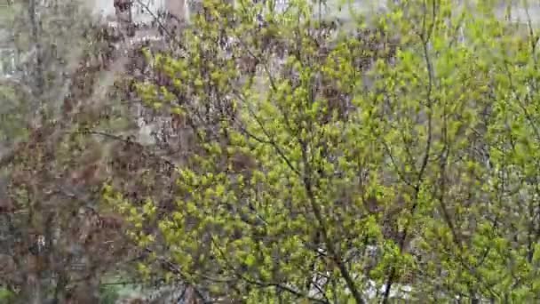 Anormal hava. Nisan ayı sonunda kar. Ağaçlar, yeşil yapraklar ve çiçekler. — Stok video