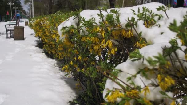 Clima anormal en abril. Parque de primavera con arbustos verdes y árboles cubiertos de nieve — Vídeo de stock