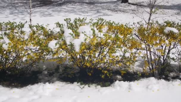 Abnormale weer in April. Spring Park met groene struiken en bomen bedekt met sneeuw — Stockvideo