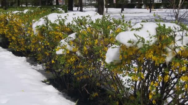 Tempo anormal em abril. Spring Park com arbustos verdes e árvores cobertas de neve — Vídeo de Stock