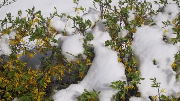 Onormala vädret i April. Spring Park med gröna buskar och träd täckta med snö — Stockvideo
