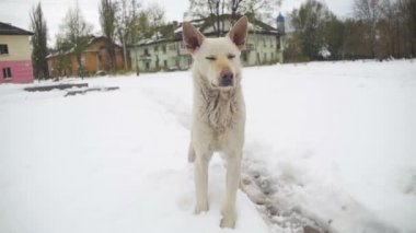 Kışın karlı sokak sokak köpeği. Ağır çekim