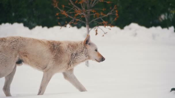 Hemlös vit hund på en snöig gata på vintern. Slow Motion — Stockvideo