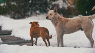 Evsiz beyaz ve gri kışın karlı sokağa köpekler. Ağır çekim