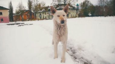 Kışın karlı sokakta evsiz beyaz köpek. Ağır çekim