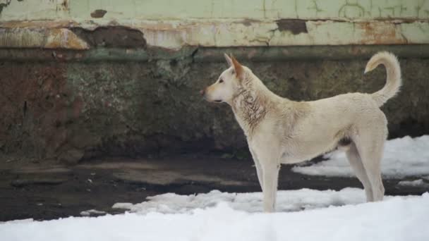 冬の雪に覆われた通りに白い野良犬スローモーション — ストック動画