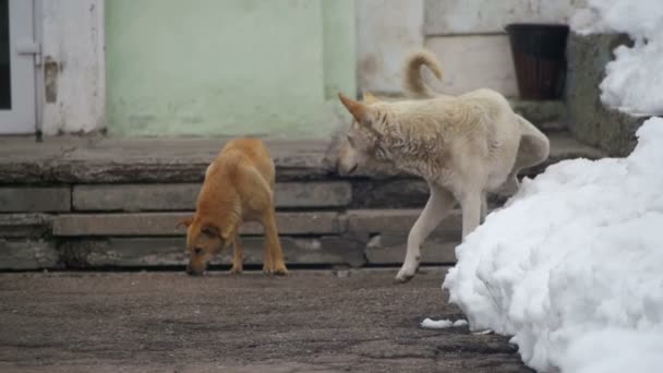 Herrelösa vit och grå hundar Mark territorium på en snöig gata på vintern. Slow Motion — Stockvideo