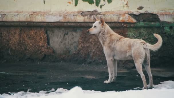 Dakloze witte hond op een besneeuwde straat in de Winter. Slow Motion — Stockvideo