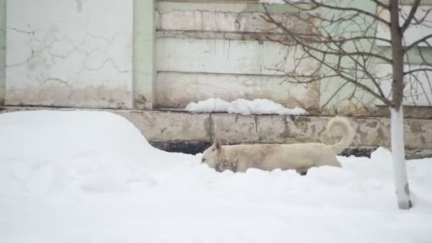 Zbloudilé bílého psa na zasněžené ulici v zimě. Zpomalený pohyb — Stock video