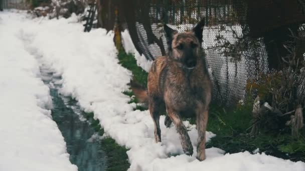 Cane grigio randagio su una strada innevata in inverno. Rallentatore — Video Stock