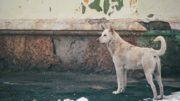 Herrelös vit hund på en snöig gata på vintern. Slow Motion — Stockvideo