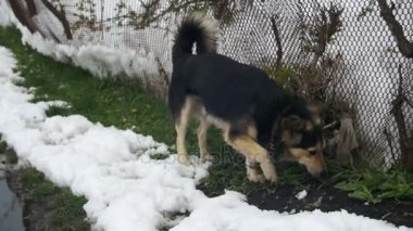 Gri Yard köpek tasması kış çit yakınındaki sokakta. Ağır çekim