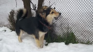 Gri Yard köpek tasması kış çit yakınındaki sokakta. Ağır çekim