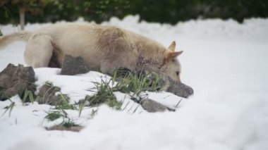 Sokak köpeği beyaz köpek Mark toprakları üzerinde kışın karlı sokak. Ağır çekim